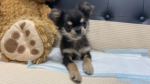 成約済の兵庫県のチワワ(ロングコート)-334040の8枚目